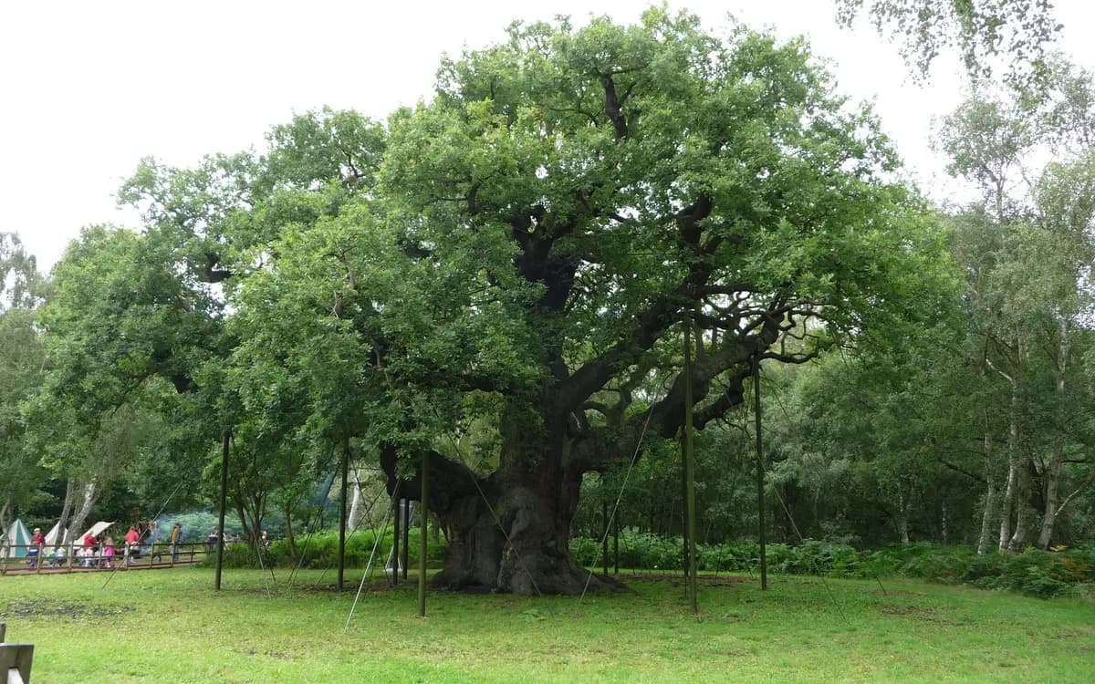 The Major Oak in Sherwood Forest, Edwinstowe